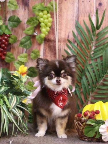 20230822ラブちゃん